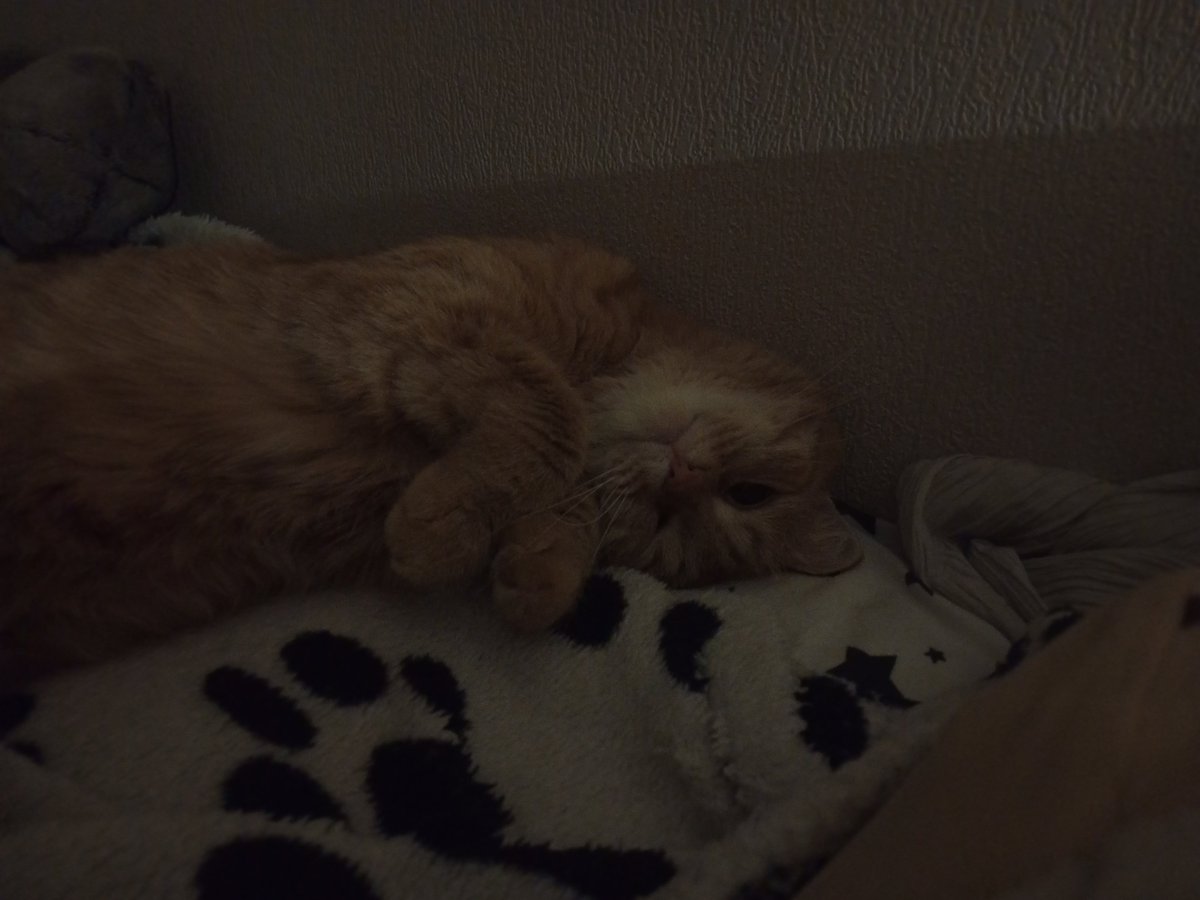 jiipukk's tweet photo. @wr00om моя котость https://t.co/wn2a7HdNa2