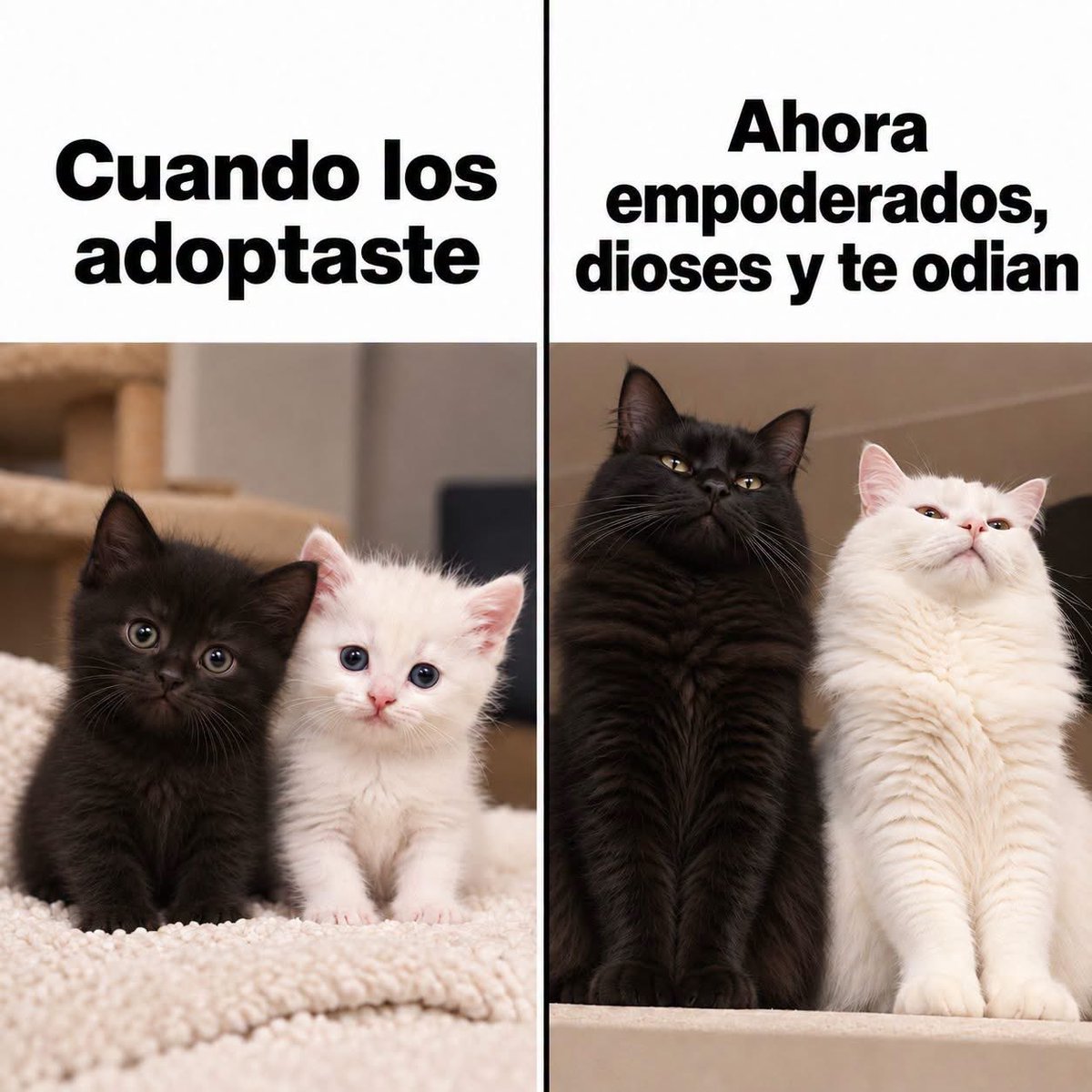 DavidMorgaOfici's tweet photo. Jajajaja, sícierto. https://t.co/9eZYpUAM3s