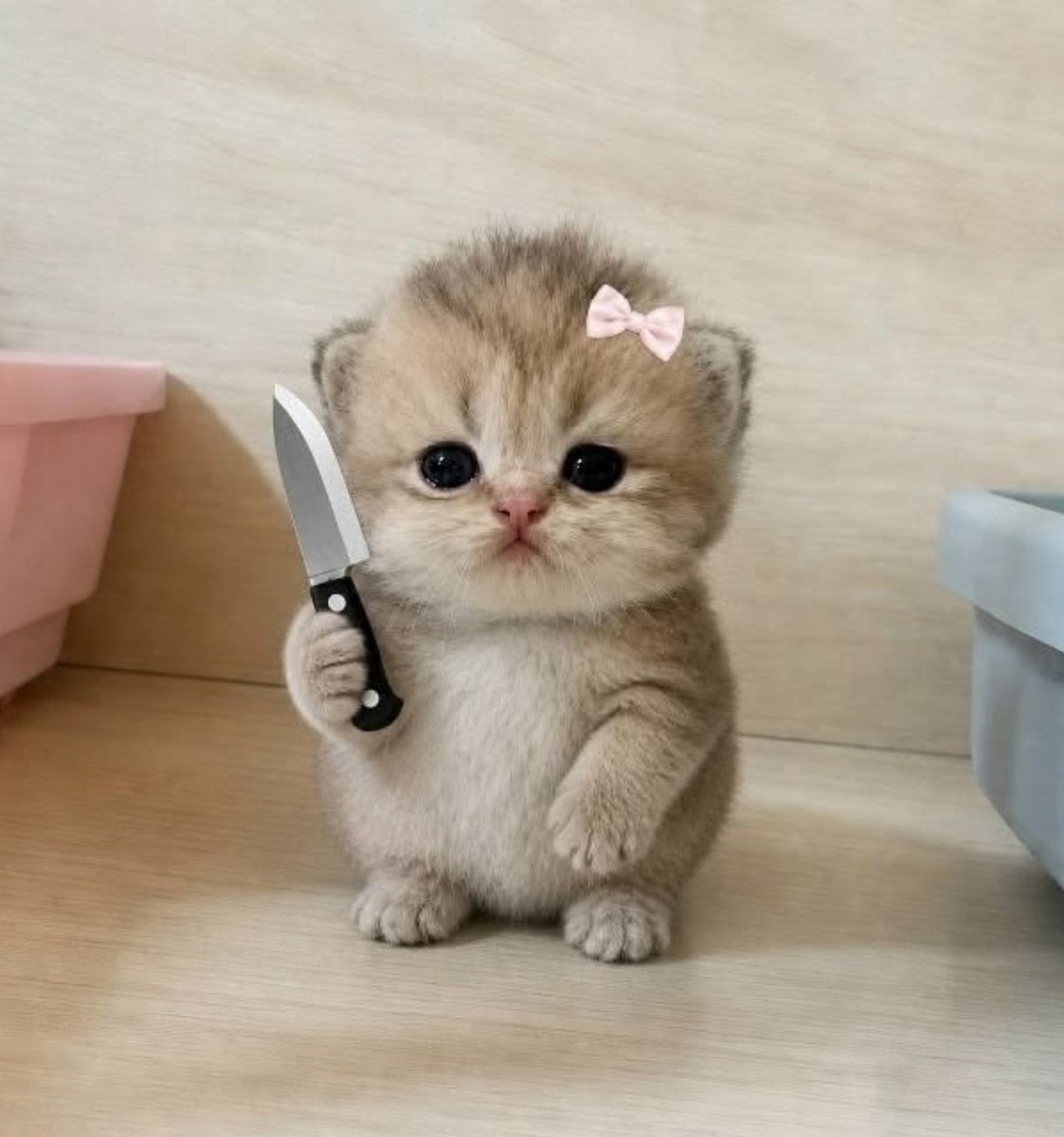 sylveeascats's tweet photo. 😾🔪 https://t.co/Q0cgvmpNHI