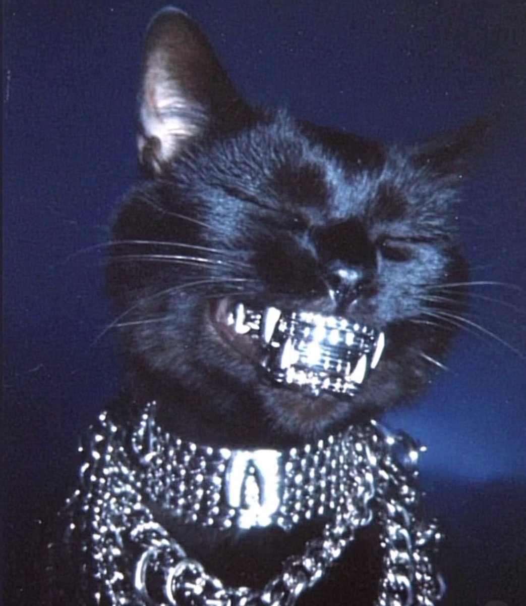 SatoYuusha's tweet photo. @mikadontlouz You need $CATS in your life 🐈🐈‍⬛ https://t.co/3sbluP4BIs