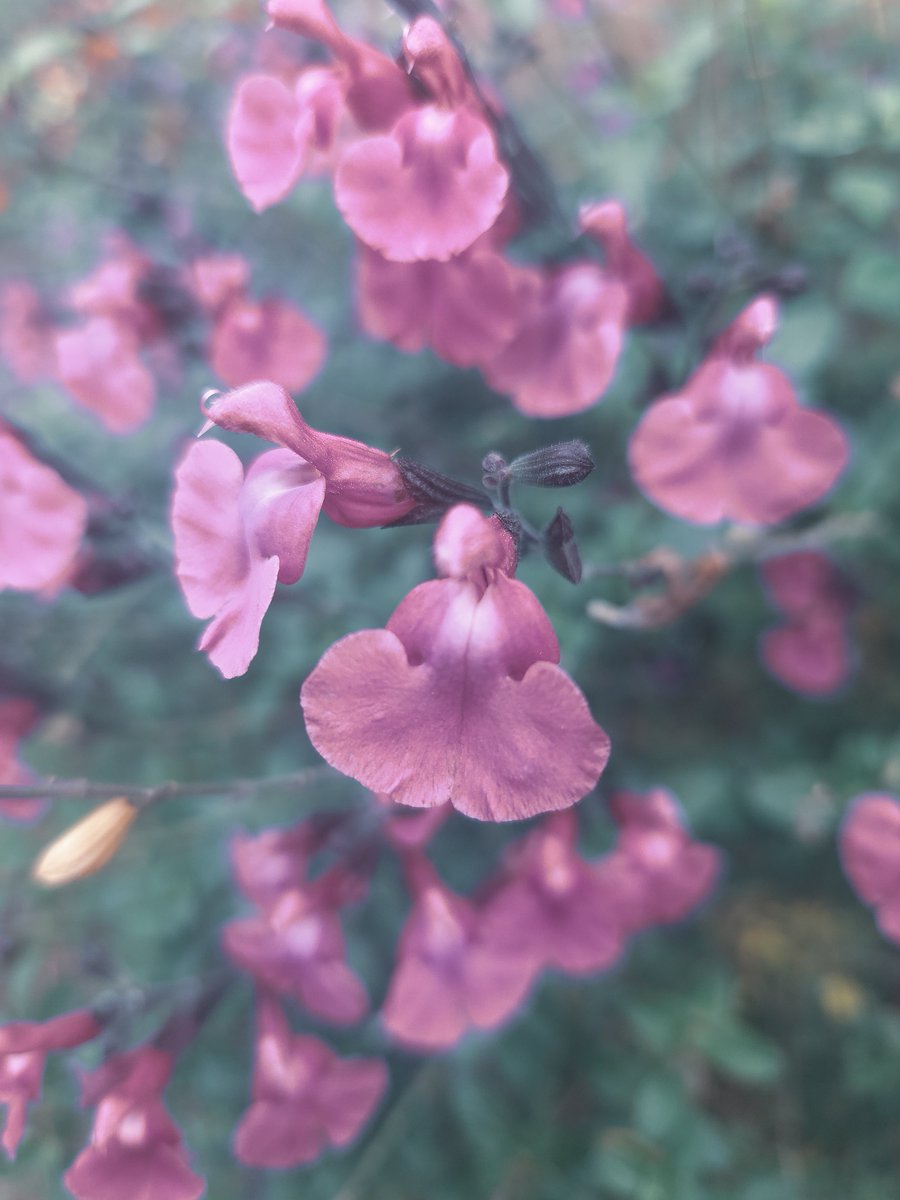 AJS0391's tweet photo. Pretty in pink💕 

#salvia #prettyinpink #flowersonfriday https://t.co/YZmjxzlJOS