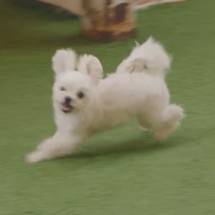 stupidcheesecat's tweet photo. a horse or a bunny? or a bunny horse? https://t.co/se1B2dzJrM
