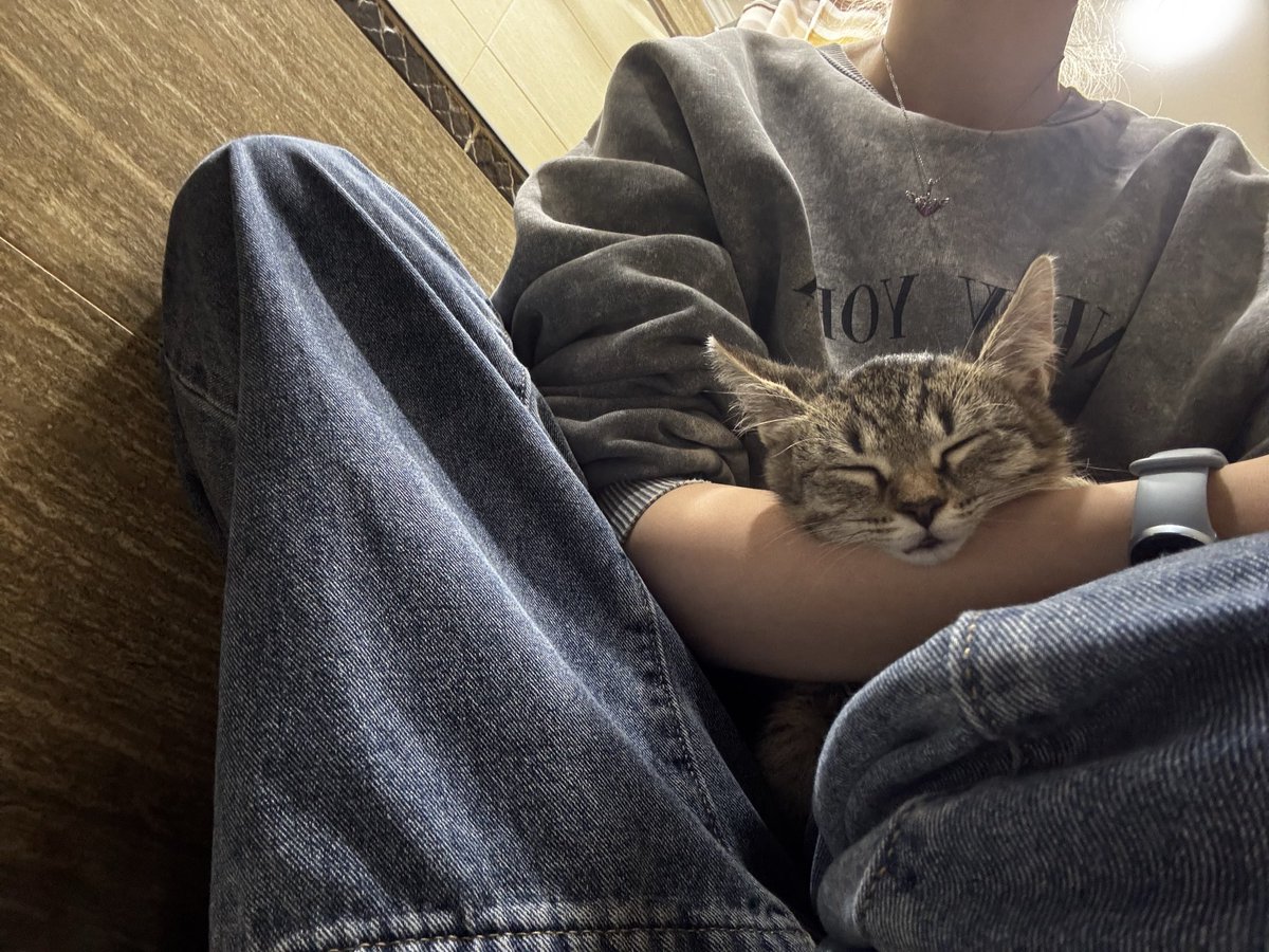 tomatocatmp3's tweet photo. We’ve got a new kitten !! https://t.co/nn8zZAeG6f