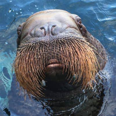 senseker's tweet photo. @AndrewYang @joinnoblemobile walrus for luck. https://t.co/O8QwYJsjdZ