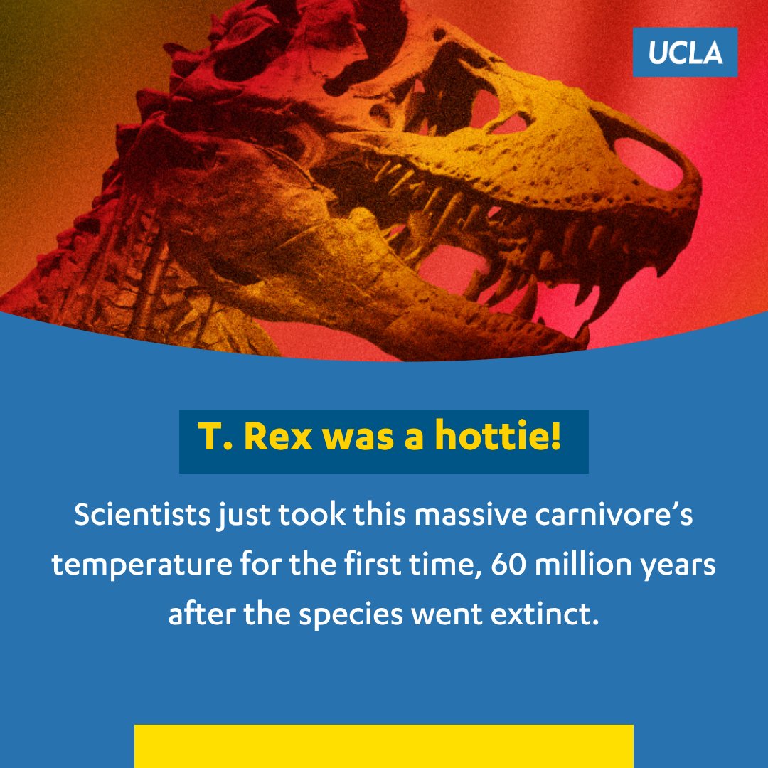 UCLA's tweet photo. Turns out T. Rex was quite the hottie! New UCLA research has determined that the infamous tyrant lizard king was warm blooded. https://t.co/jGWxCsfc1f