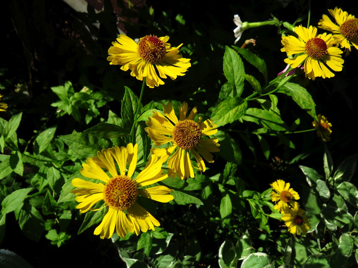 angegarrod's tweet photo. #gardenersworld A few from this week...asters opening, heleniums flowering well and the hardy fuchsias are once again covered after dropping all bud in the drought.

#flowers #autumnwatch https://t.co/SearF46PcX