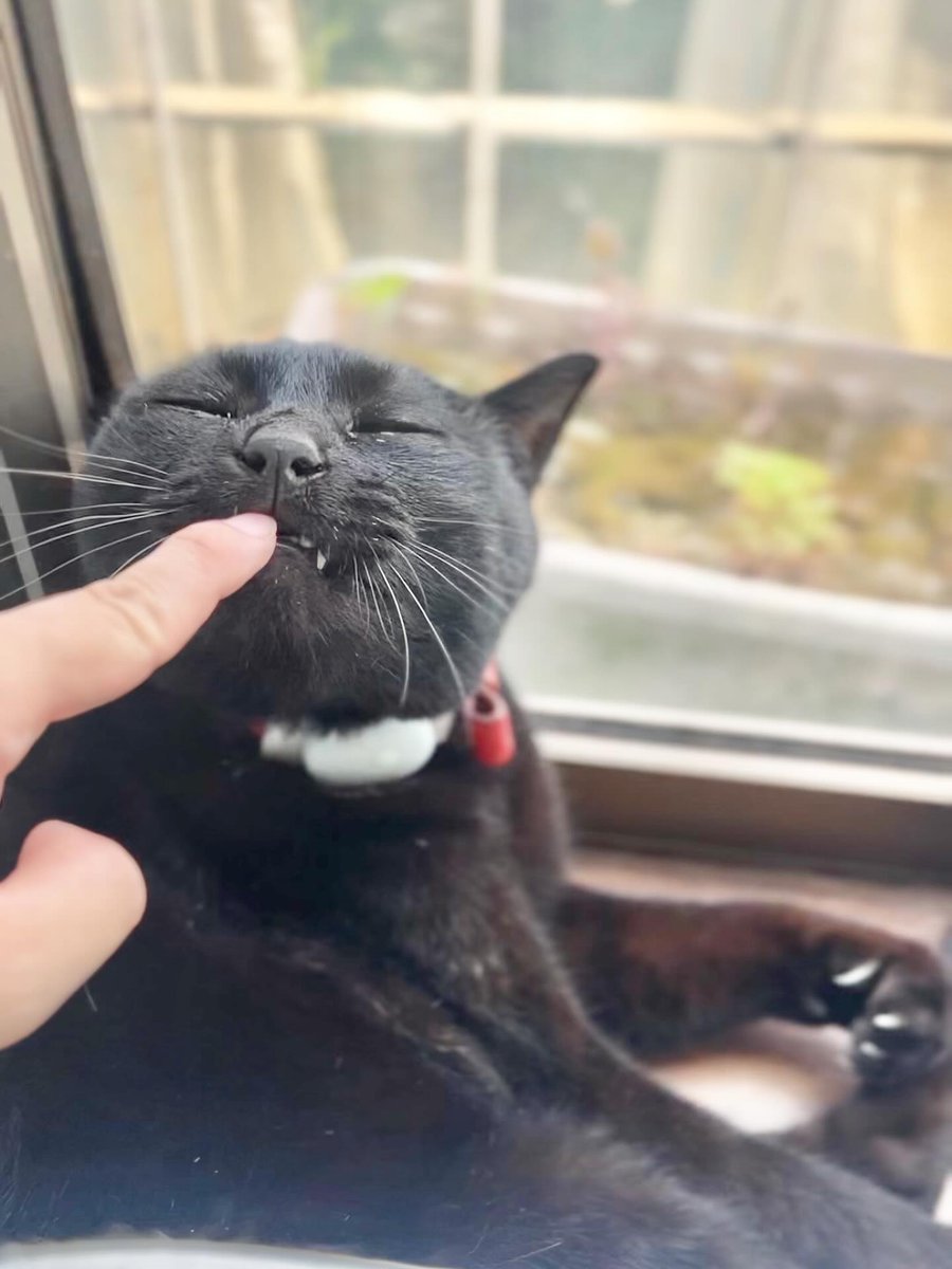BreannaStrgj7's tweet photo. 人間に快適な冷房は、猫には少し寒い。そこで出窓へ移動し、太陽のぬくもりで猫にちょうどいい温度に。調子はどう？と聞くとこの表情。つまり、絶好調ですね。 https://t.co/RA1IbI6goD