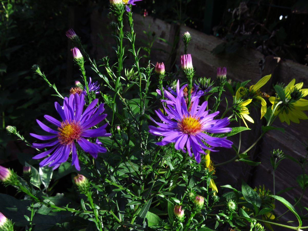 angegarrod's tweet photo. #gardenersworld A few from this week...asters opening, heleniums flowering well and the hardy fuchsias are once again covered after dropping all bud in the drought.

#flowers #autumnwatch https://t.co/SearF46PcX