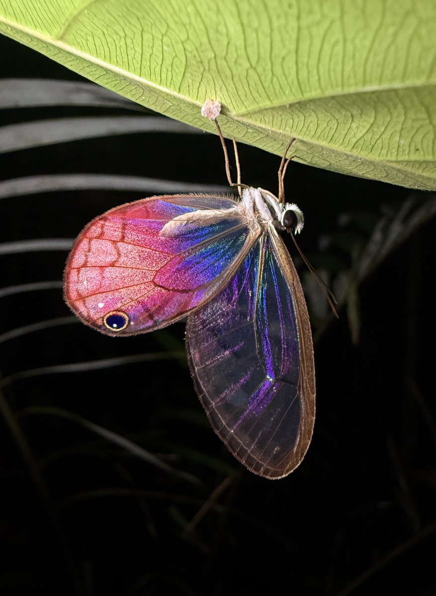 nvolpewild's tweet photo. I can find ANY bug! 🤗🦋 https://t.co/pN6u0WB3VP