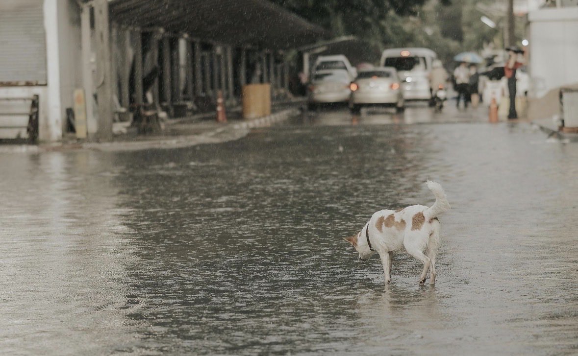 trendforMFP's tweet photo. ฝนที่ตกลงมาอย่างหนัก อาจเป็นเพียงสายฝนสำหรับเรา แต่สำหรับหมาแมวจรหลายชีวิต มันอาจหมายถึงการต้องเร่งหาที่หลบซ่อน ท่ามกลางความเปียกหนาวและความไม่แน่นอนว่าจะมีมุมแห้งๆ ให้พักพิงหรือไม่
#น้ําท่วม 

ลองนึกดูว่า ในคืนที่ทั้งเปียกและหนาว พวกเขาไม่มีบ้าน ไม่มีผ้าห่ม และไม่มีใครเปิดประตูรออยู่ ความเงียบและความเหน็บหนาวคงโอบล้อมชีวิตเล็กๆ เหล่านั้นไว้อย่างเดียวดาย

หากพบหมาแมวจรระหว่างทาง ลองช่วยพาไปยังมุมที่ปลอดฝน วางน้ำสะอาดหรืออาหารให้สักมื้อ ความเมตตาเพียงเล็กน้อยจากเรา อาจเปลี่ยนค่ำคืนอันหนาวเหน็บของชีวิตหนึ่ง ให้มีความอบอุ่นขึ้นได้มากกว่าที่คิด