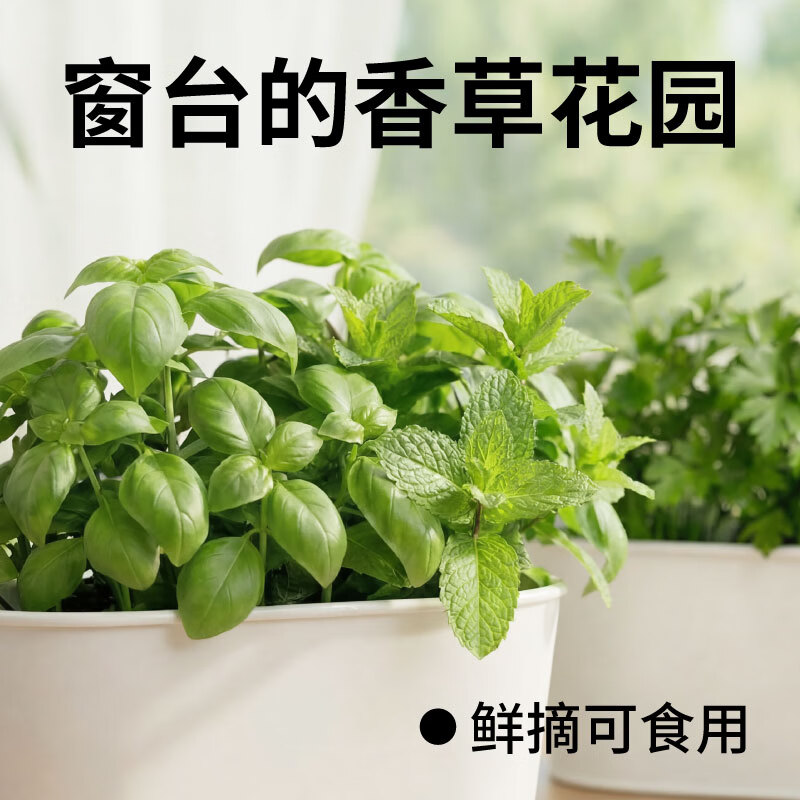NolaSensenqzc's tweet photo. Wow, my tiny balcony is now a cute herb garden! Fresh mint and basil make every home meal way better—small changes = big daily joy. https://t.co/owcidUWZPQ