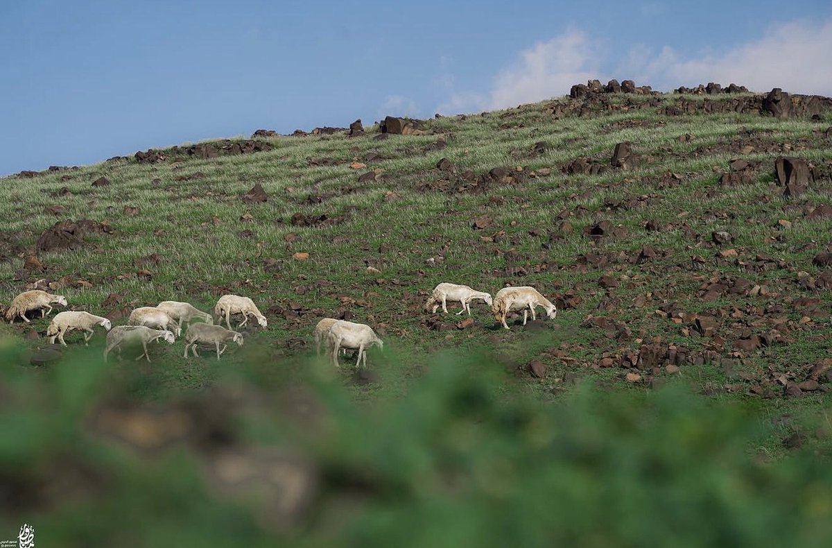 TSP_Geographic's tweet photo. فصل الربيع في مكة المكرمة، غرب المملكة العربية السعودية
🇸🇦 
Spring in Makkah, western Saudi Arabia https://t.co/xGn8SpbQXP