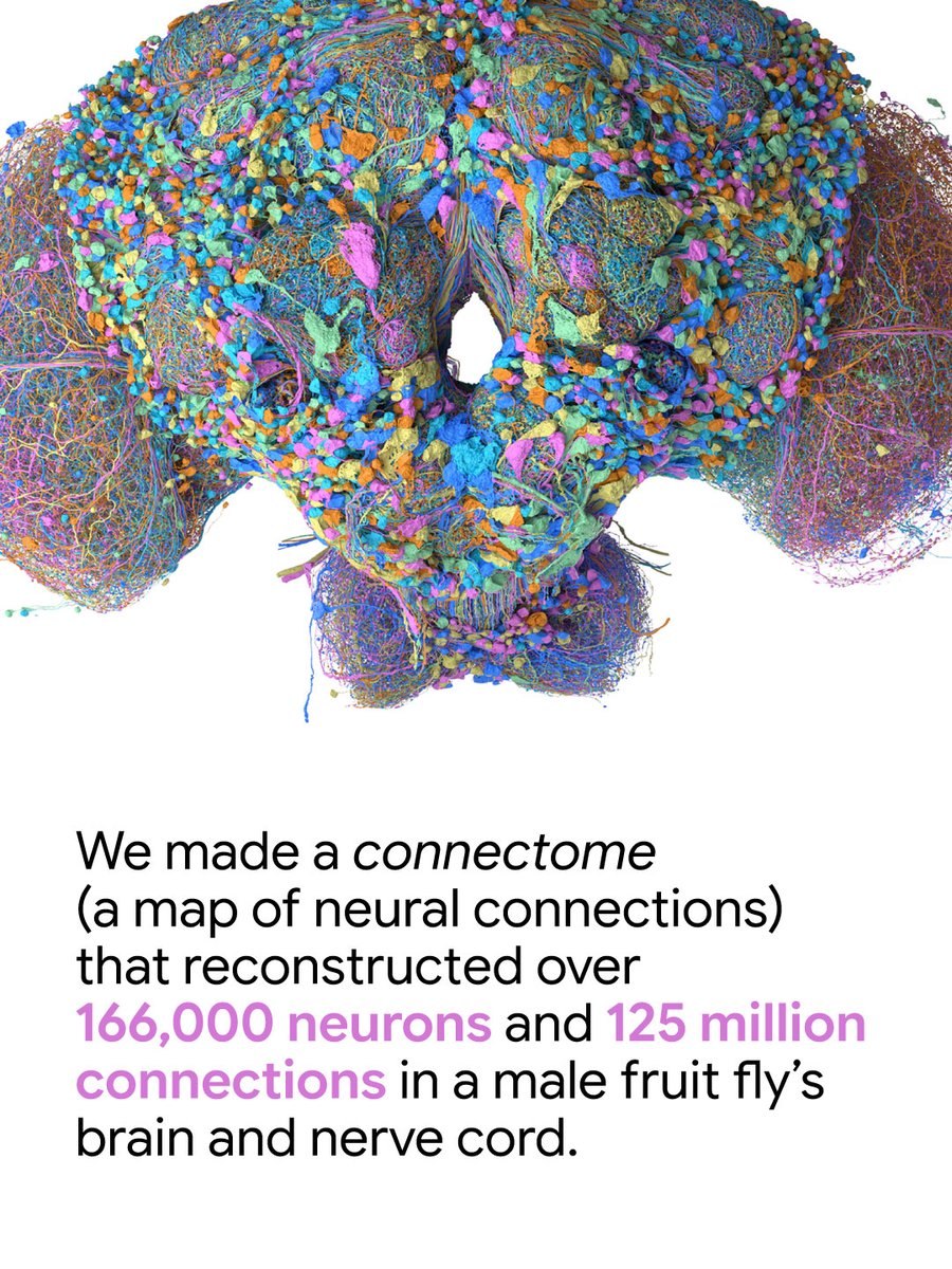For the first time, a group of researchers — including scientists from @​GoogleResearch and HHMI Janelia — built the first complete brain map for a male fruit fly. Together, we mapped every single neural connection in a male fruit fly brain and central nervous