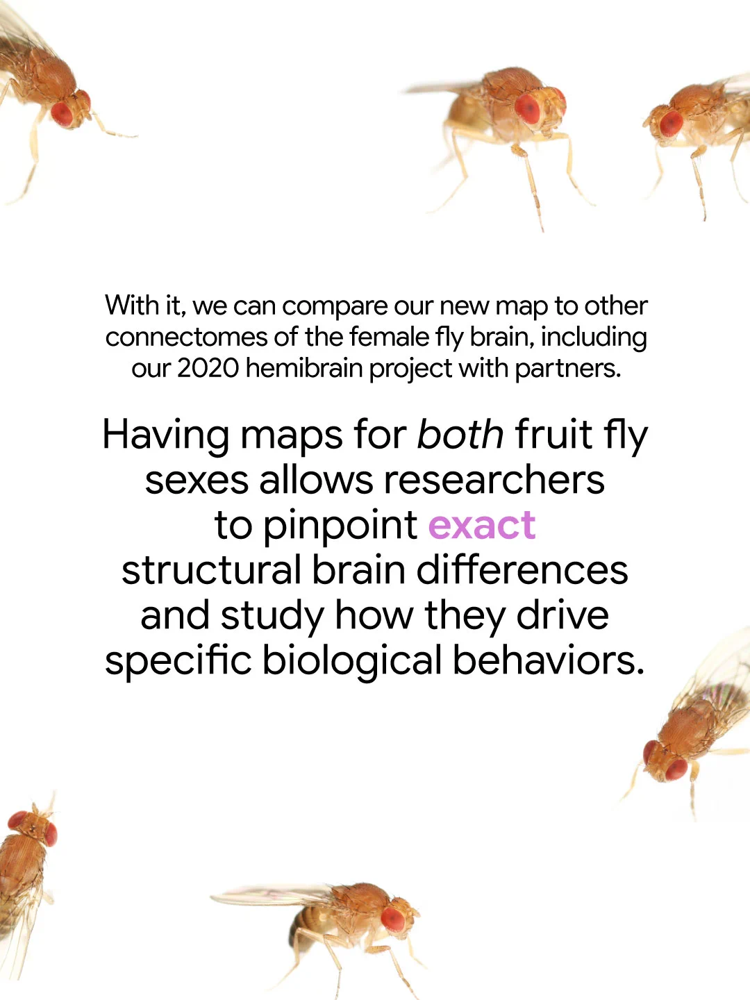 A fruit fly connectome map text with scattered fruit fly images. The text reads: "With it, we can compare our new map to other connectomes of the female fly brain, including our 2020 hemibrain project with partners. Having maps for both fruit fly sexes allows researchers to pinpoint exact structural brain differences and study how they drive specific biological behaviors.”