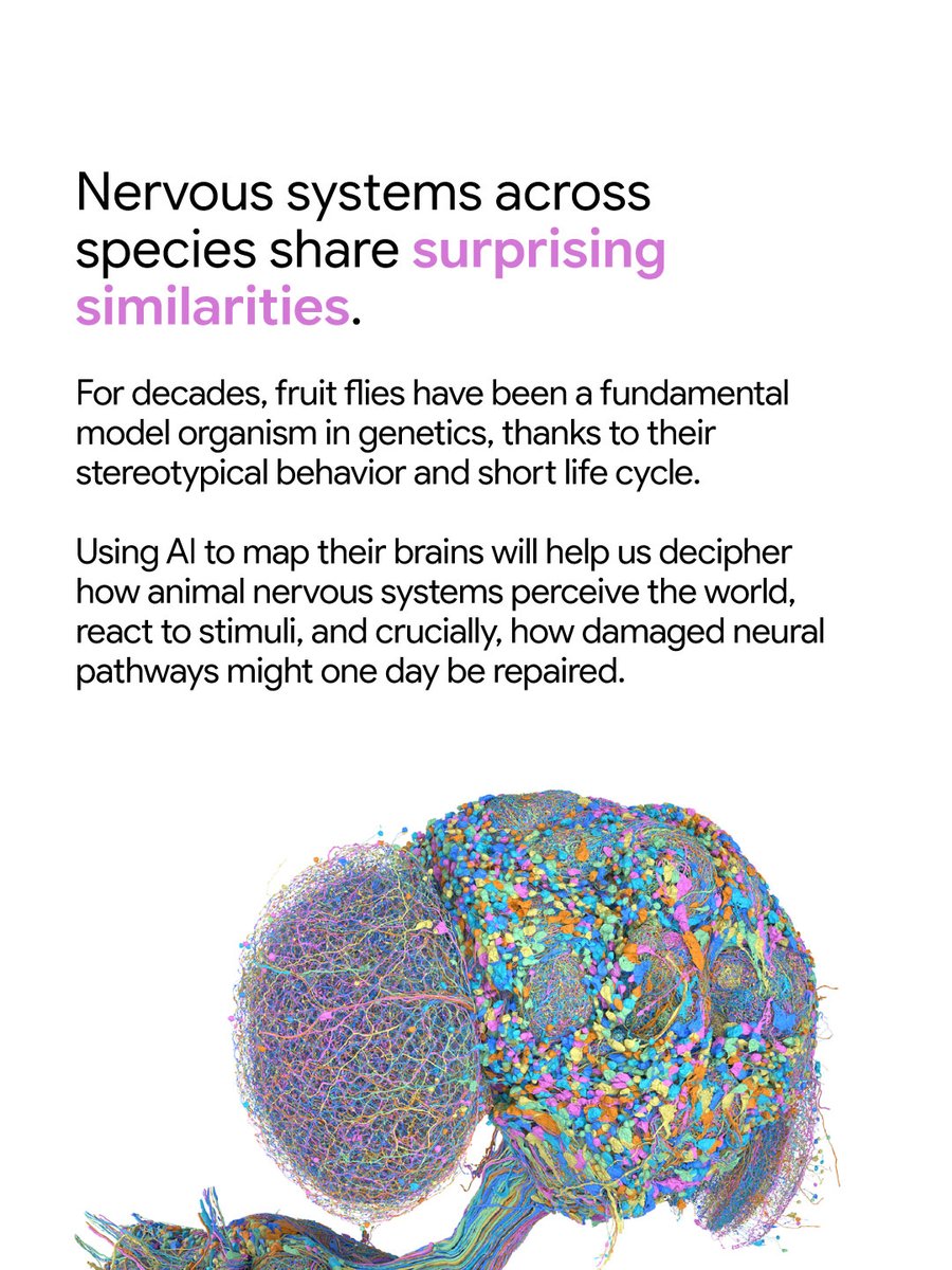 For the first time, a group of researchers — including scientists from @​GoogleResearch and HHMI Janelia — built the first complete brain map for a male fruit fly. Together, we mapped every single neural connection in a male fruit fly brain and central nervous additional source image 3