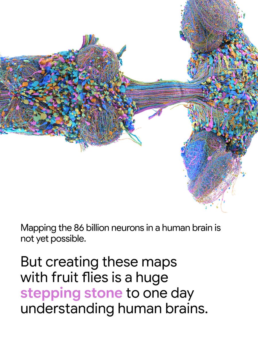 For the first time, a group of researchers — including scientists from @​GoogleResearch and HHMI Janelia — built the first complete brain map for a male fruit fly. Together, we mapped every single neural connection in a male fruit fly brain and central nervous additional source image 4
