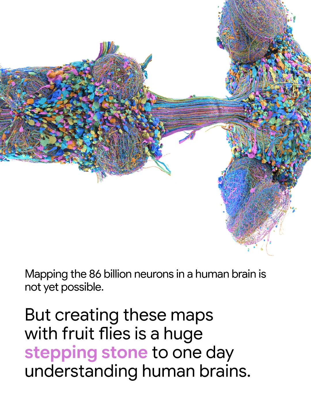 A colourful 3D brain connectivity map shown alongside text about mapping neurons in fruit flies to better understand human brains.