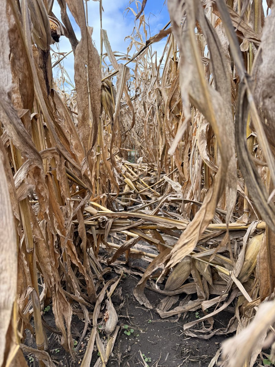 PurdueCorn's tweet photo. Some ugly stalk rots starting to show up in areas of Indiana. Something to watch out for this fall.  Best thing to do is prioritize the fields that have it and get the corn out of the field asap.

@PurdueExtension @PurdueExtension @PurdueAgryExt https://t.co/jUXEs5EBye