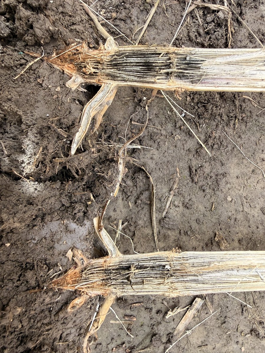 PurdueCorn's tweet photo. Some ugly stalk rots starting to show up in areas of Indiana. Something to watch out for this fall.  Best thing to do is prioritize the fields that have it and get the corn out of the field asap.

@PurdueExtension @PurdueExtension @PurdueAgryExt https://t.co/jUXEs5EBye