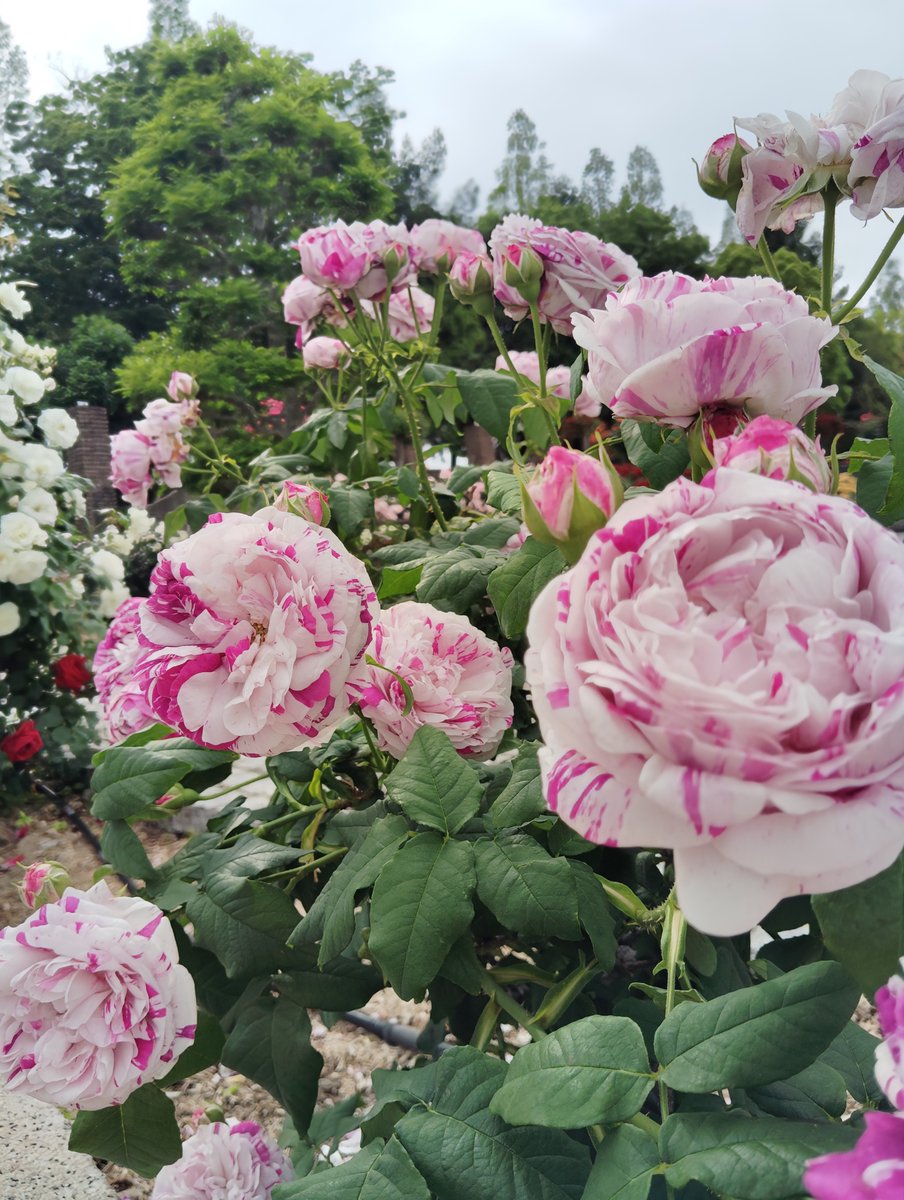 FWLMacZ95u95352's tweet photo. Soft memory glow
When did a quiet memory last warm you gently, the way drifting petals remind a season to breathe softly?
記憶の光は胸の奥でそ��と灯り、花びらの漂いとともに心をやわらかく照らす。
rose #poem #softlight #quietmemory #petals #seasonbreath
SLR.9 📸my photo https://t.co/QF4kPFRaOT