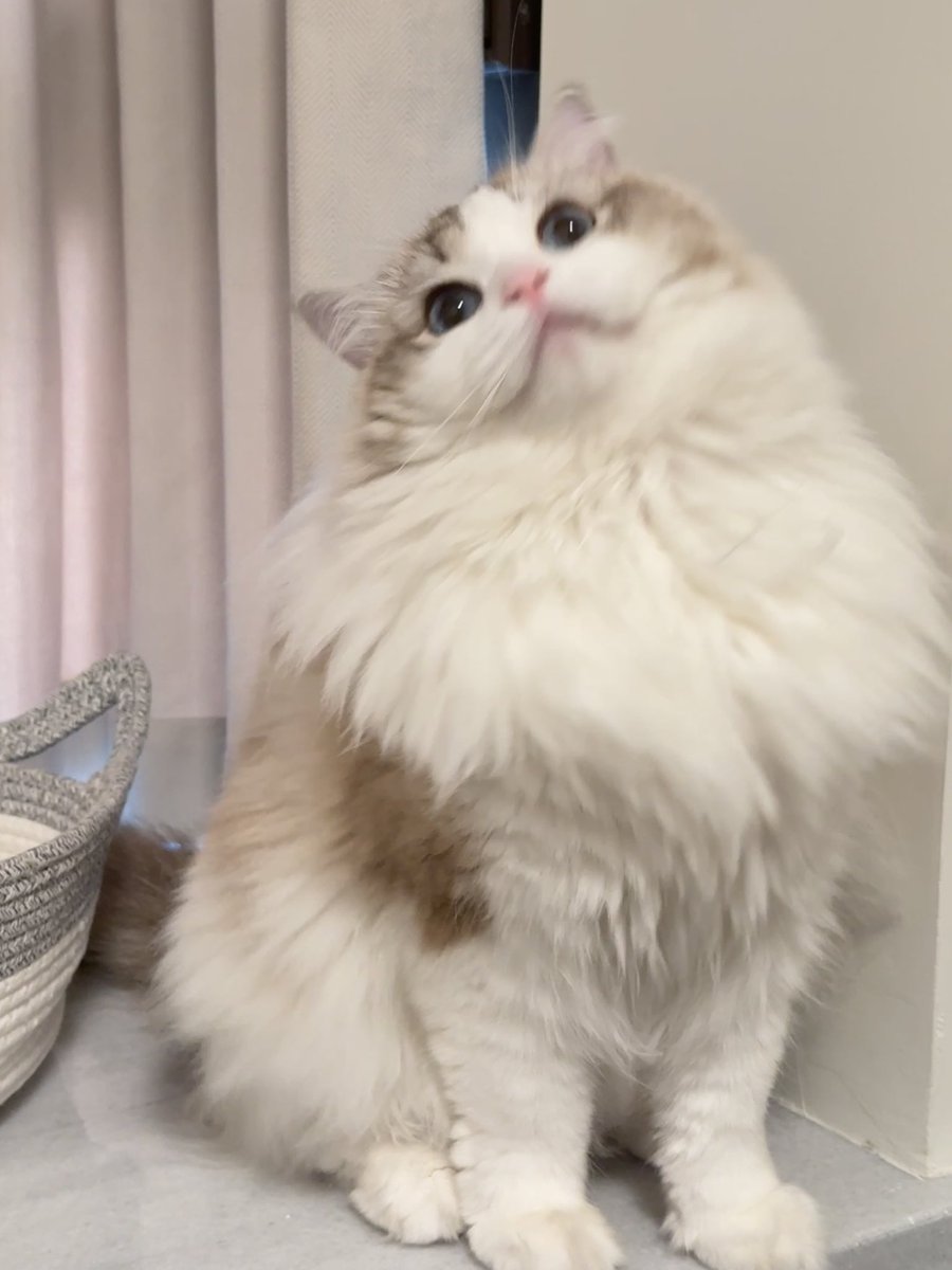 leaveu_xd's tweet photo. 秀一下猫🐈 https://t.co/cEXodbIZtC