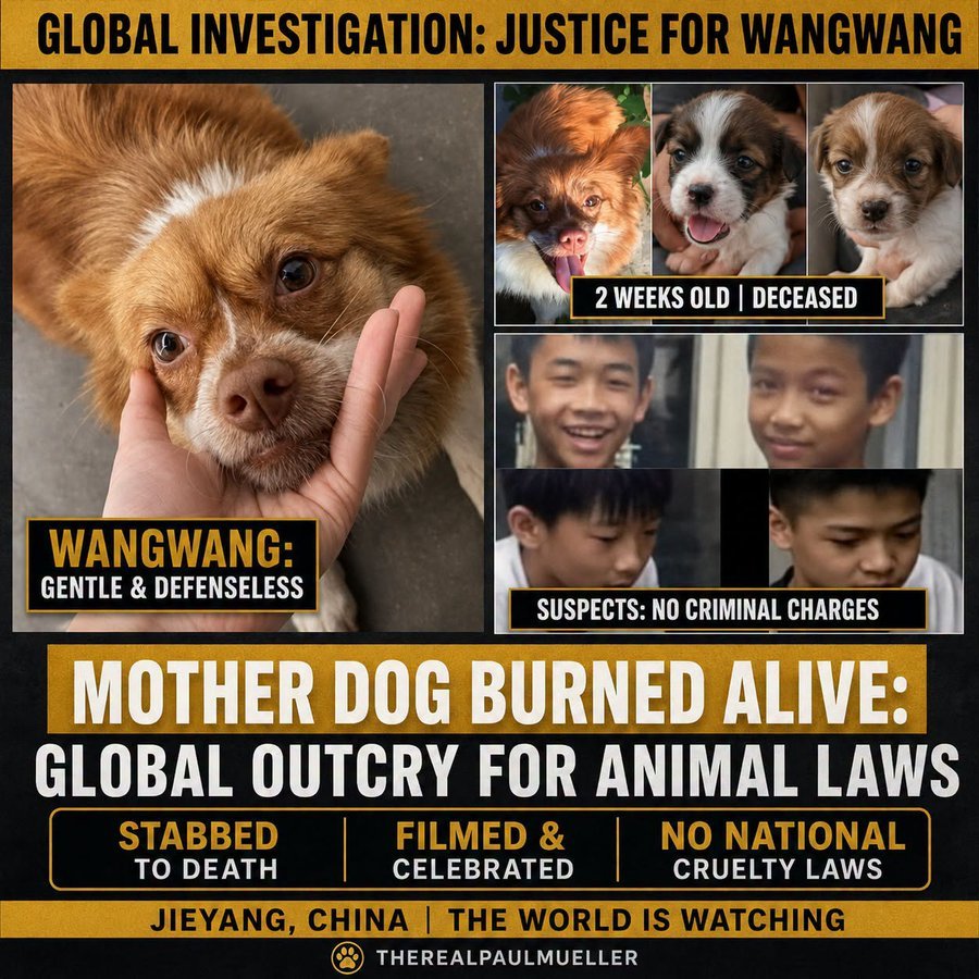 PhaedraXTeddy's tweet photo. 🆘 @realDonaldTrump Please gift #XiJinPing your historic #PACTAct so that he can copy and protect Chinese animals from sick #MadeInChina animal crush videos.
https://t.co/eOuqjxh0Jh… https://t.co/7CzvXIqs2K