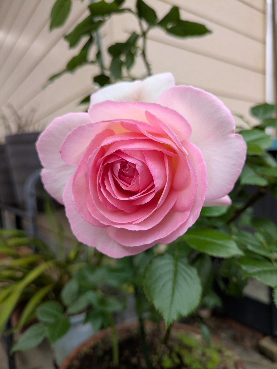PrSfw4RlDET0DKA's tweet photo. @takeshima_staff 薔薇🌹ピンク
神戸ムード歌謡ライブ
お疲れさまでした。
宏くんのムード歌謡はいつでも
　　　　最高！
Night　in　Bloom🎶
💿予約できました。会報も
届きました。宏さんに沢山逢いたいです❤️💖
#竹島宏 https://t.co/Bwah53L4xv