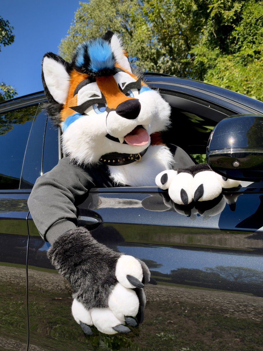 FoxNamedAri's tweet photo. Get in loser, we’re going for a ride this #FursuitFriday

🪡 - @WildcatCostumes https://t.co/EnTjZMCXi5
