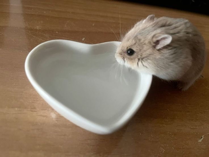 springtimebunni's tweet photo. https://t.co/qSKinYXmSX