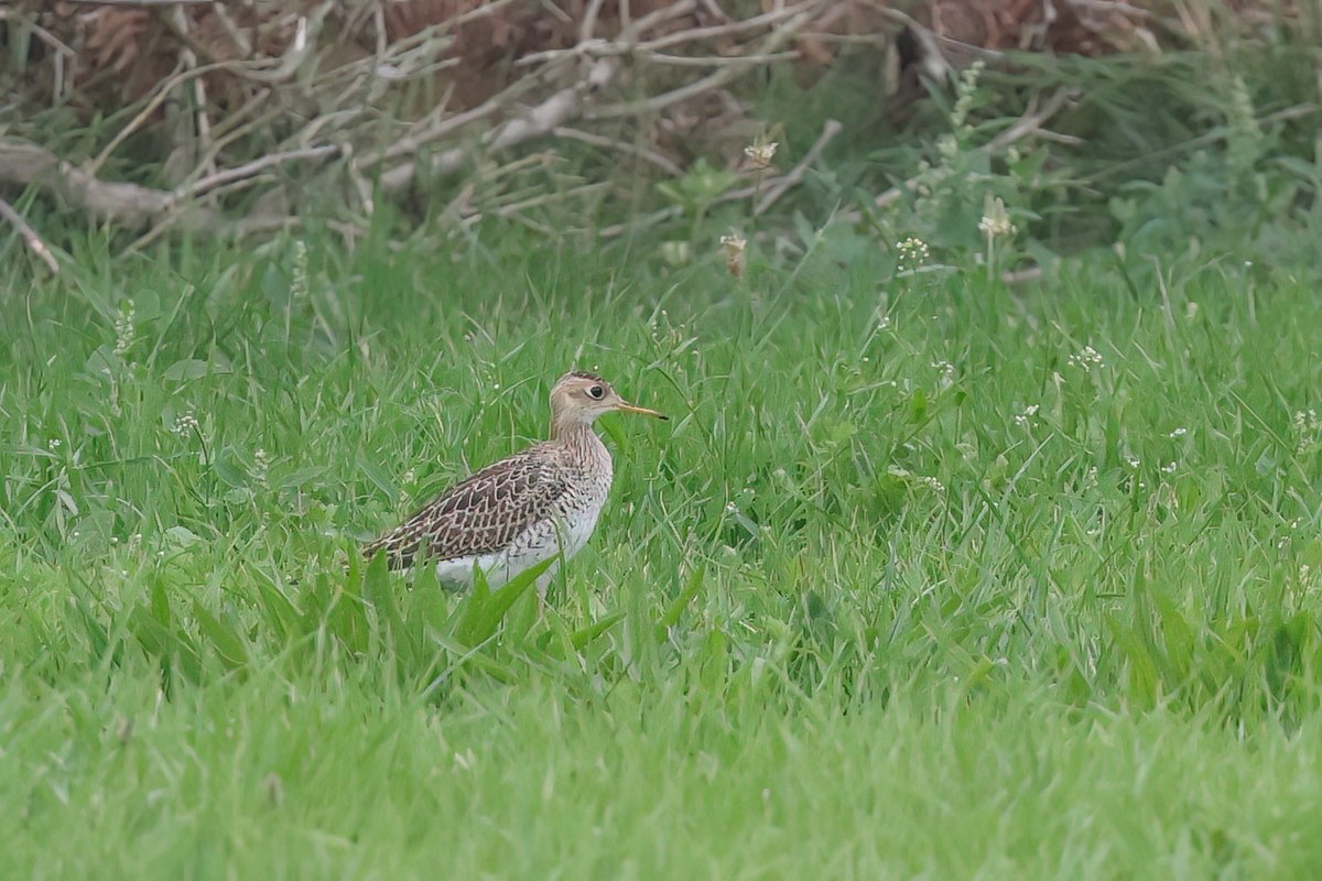 gatesheadandbey's tweet photo. An excellent first day of the trip, Upland Sandpiper on St Agnes. Hopefully just the start... https://t.co/Hu1zx83GIP