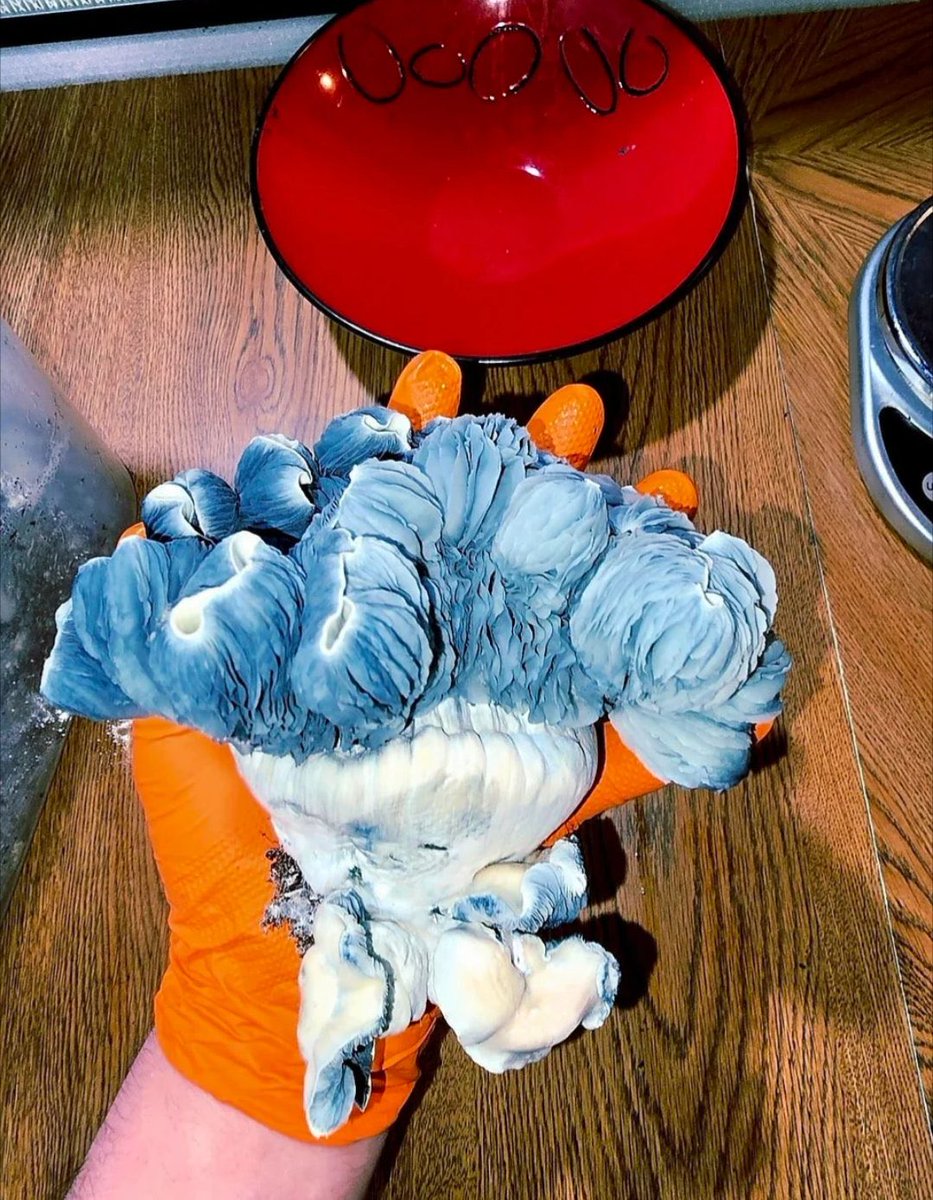 Eternally_Jaded's tweet photo. A new world record for a psilocybin containing mushroom, an Albino Crooked Mystery weighing in at 1216 grams wet. When dried, this mushroom is equivalent to ~34 3.5 gram doses. https://t.co/PQENXxcKxz