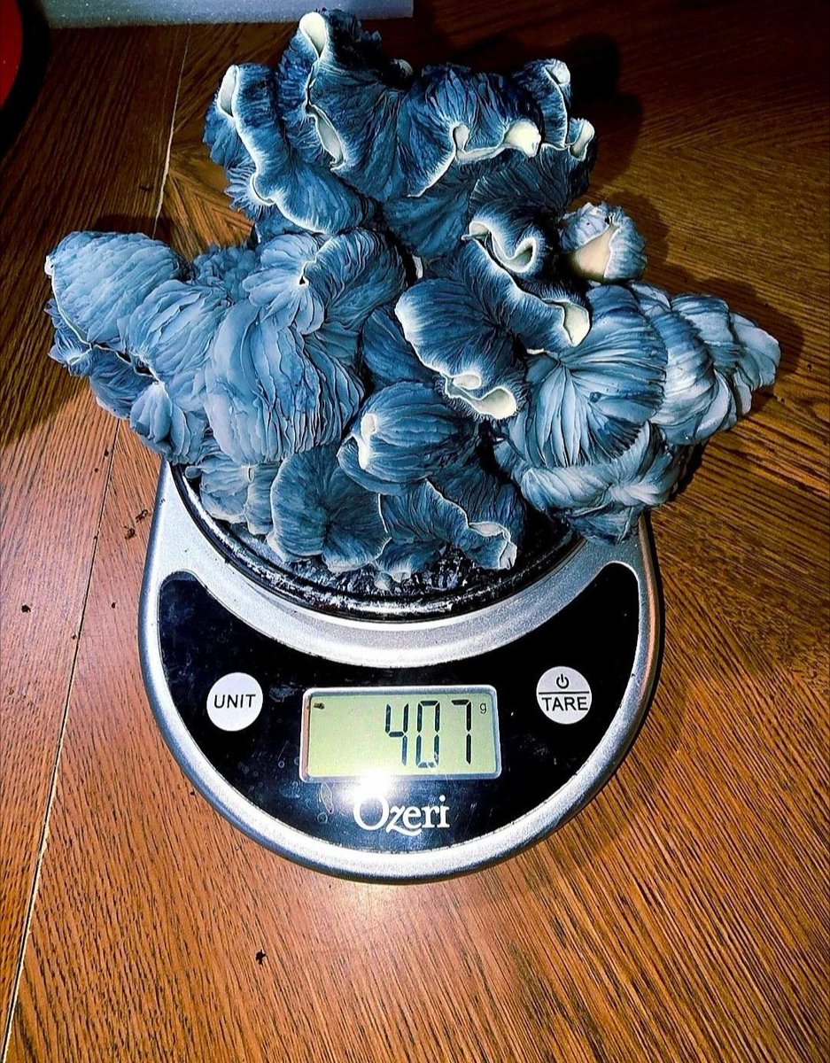 Eternally_Jaded's tweet photo. A new world record for a psilocybin containing mushroom, an Albino Crooked Mystery weighing in at 1216 grams wet. When dried, this mushroom is equivalent to ~34 3.5 gram doses. https://t.co/PQENXxcKxz
