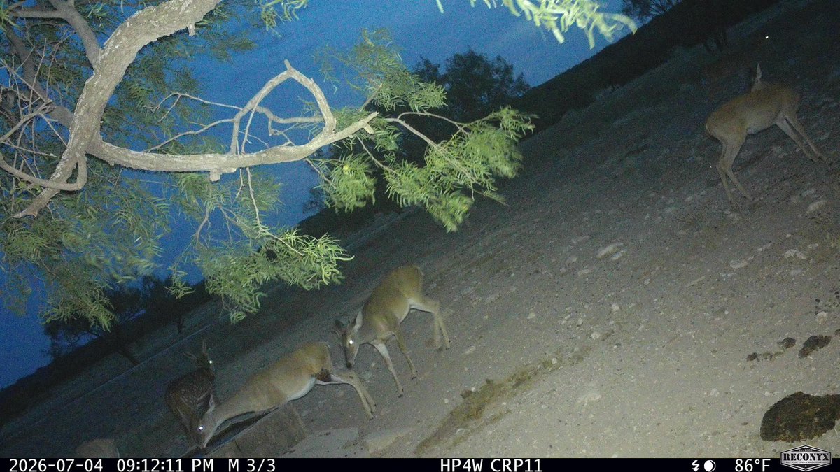 Screwworm_RR's tweet photo. New World screwworm trail camera surveillance 📸🦌🦊🦝 

In Texas, more than 100 trail cameras have observed more than 68,544 animals since June 4, supporting New World screwworm surveillance by checking wildlife for signs of infestation. The trail cameras complement drones, fly trapping, field examinations, and other @USDA surveillance tools.