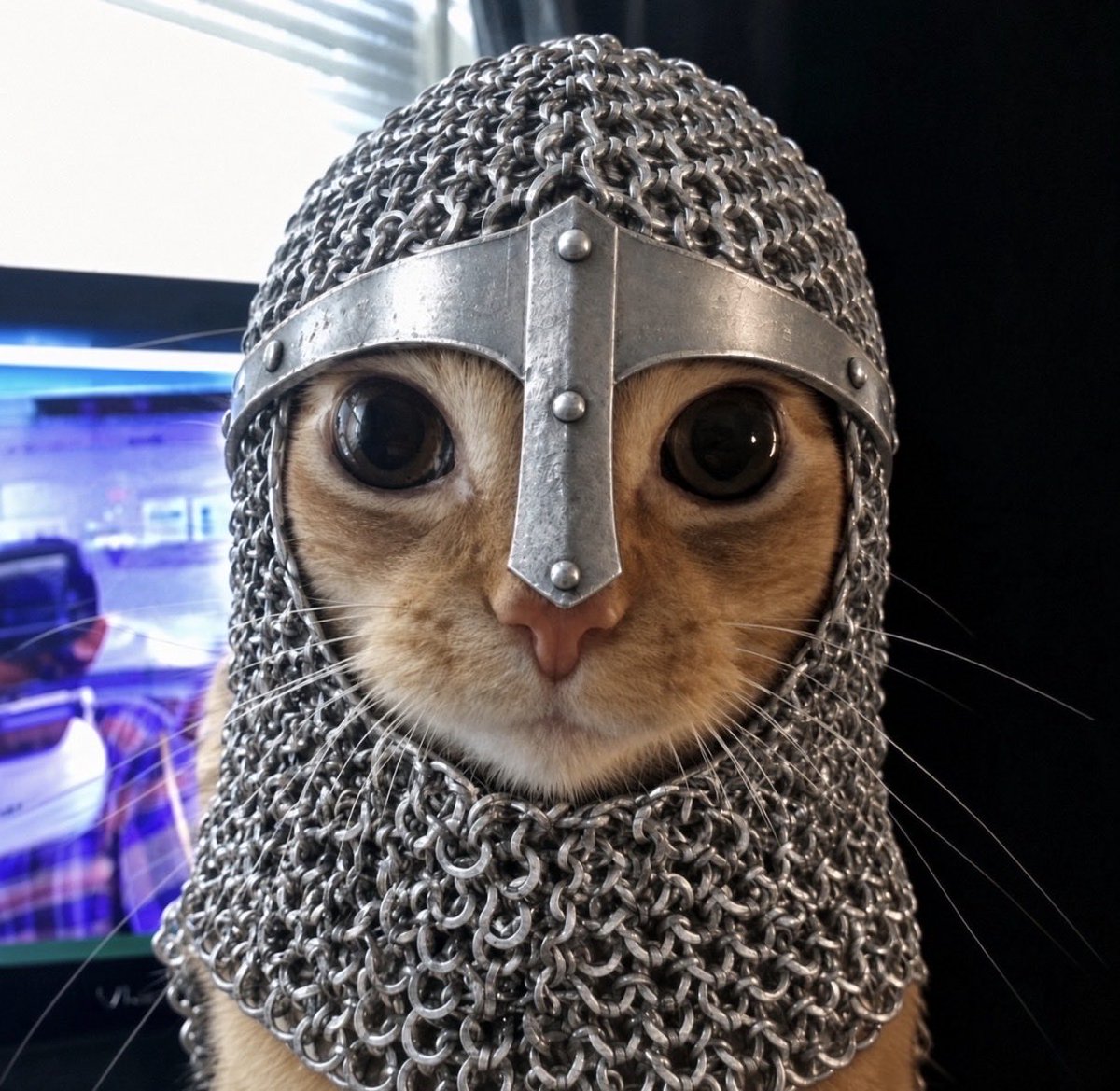 SatoYuusha's tweet photo. You wouldn’t understand 🐈🐈‍⬛ https://t.co/MtS6eQU8wY