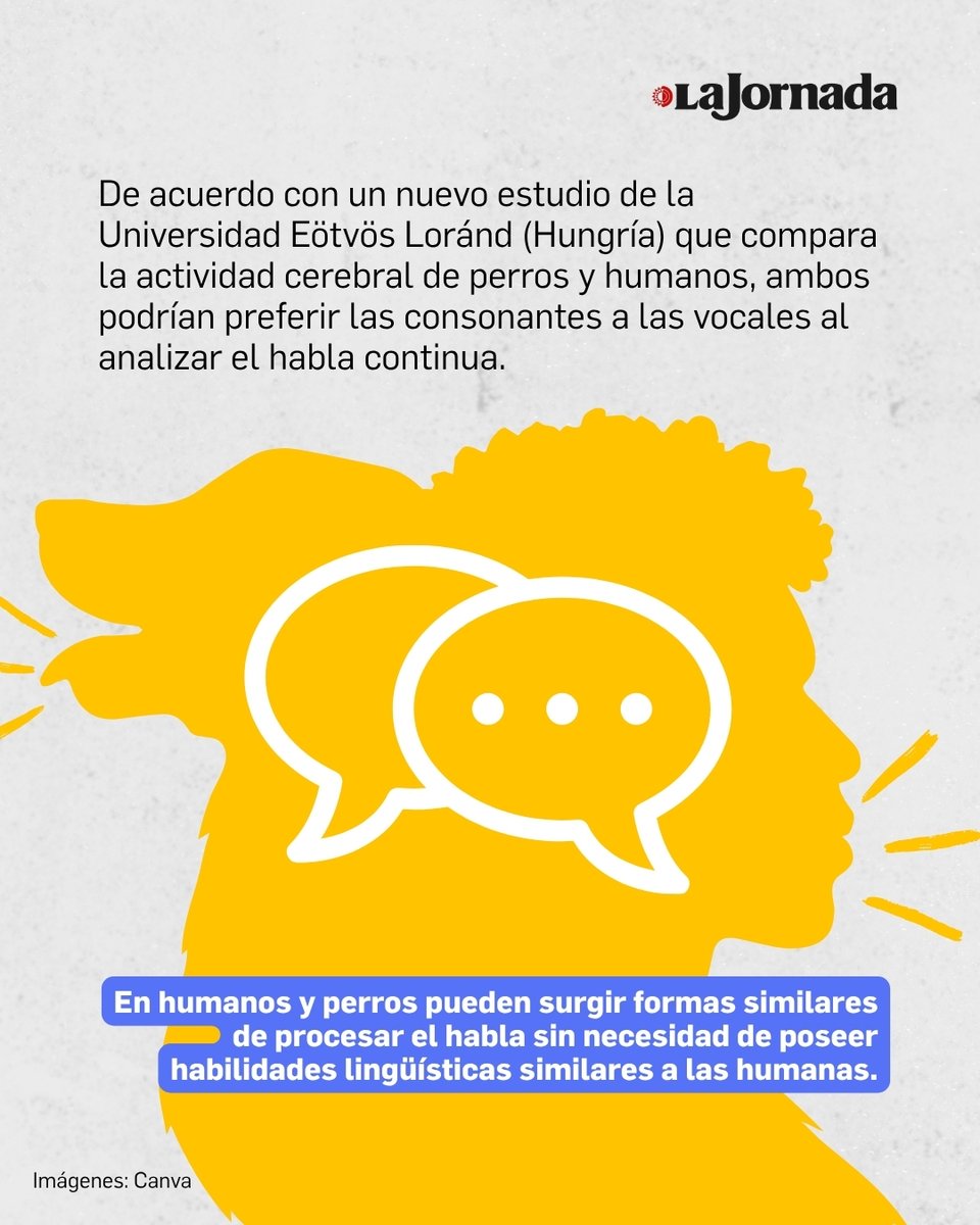 lajornadaonline's tweet photo. Un estudio de la Universidad Eötvös Loránd sugiere que perros y humanos pueden procesar el habla de forma similar: ambos tienden a basarse más en las consonantes que en las vocales para identificar los límites de las palabras. https://t.co/U0fnWqjz7B