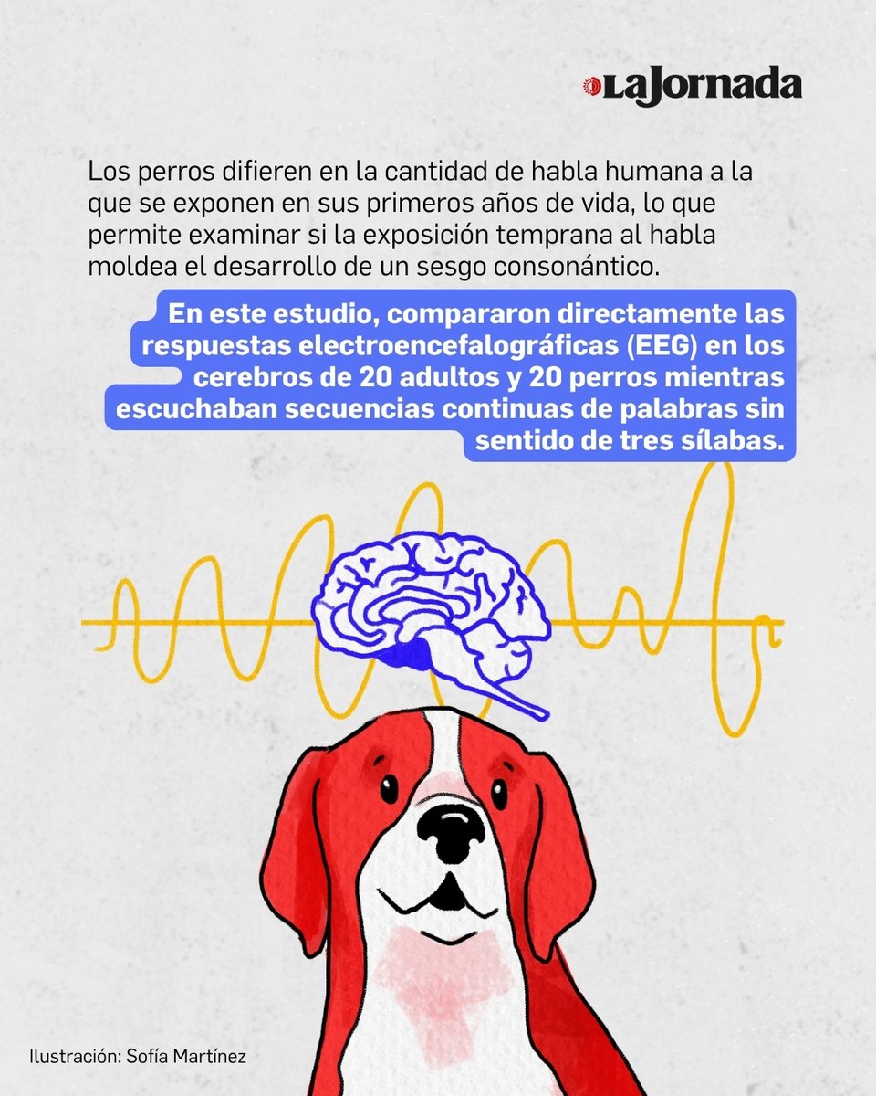 lajornadaonline's tweet photo. Un estudio de la Universidad Eötvös Loránd sugiere que perros y humanos pueden procesar el habla de forma similar: ambos tienden a basarse más en las consonantes que en las vocales para identificar los límites de las palabras. https://t.co/U0fnWqjz7B