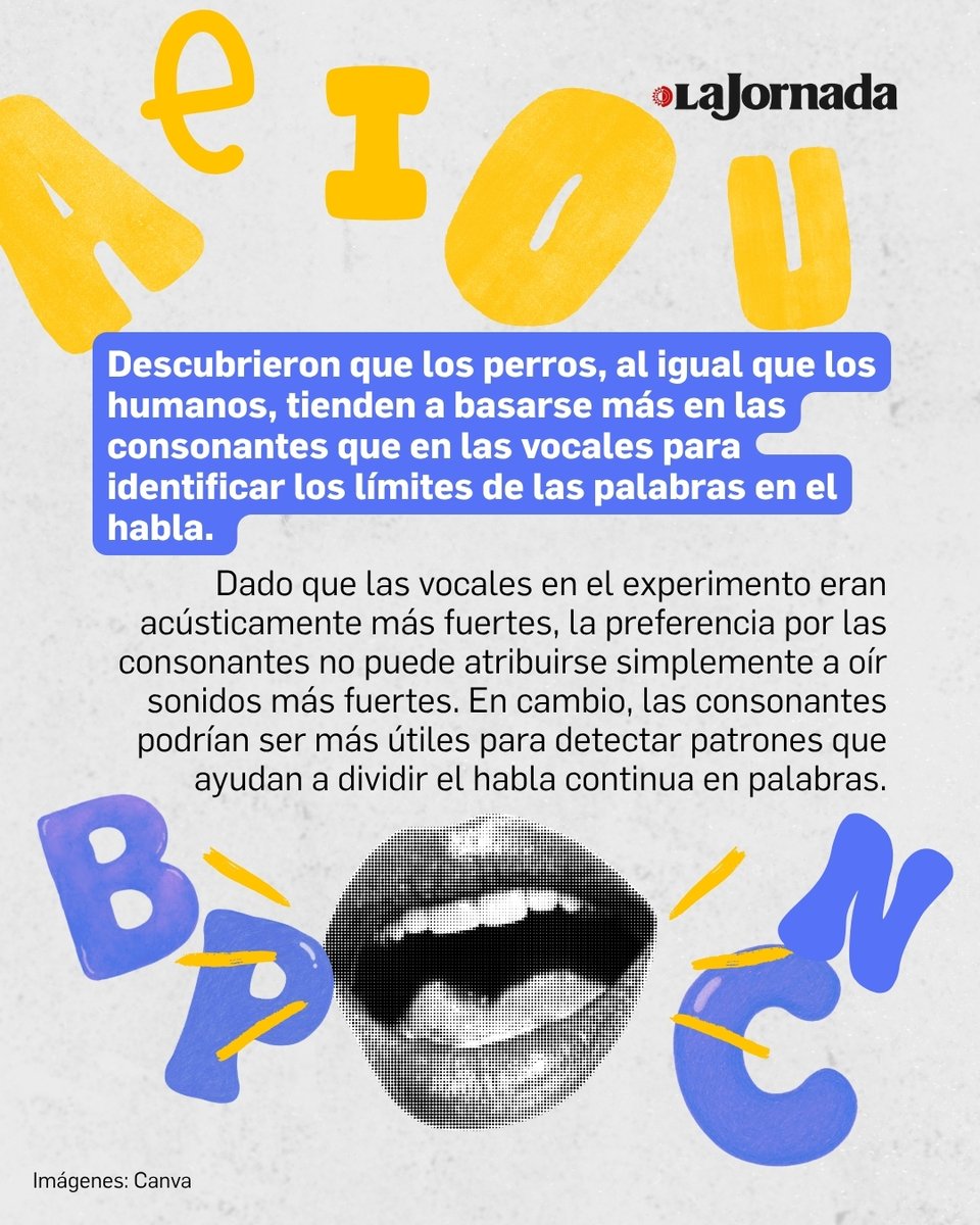 lajornadaonline's tweet photo. Un estudio de la Universidad Eötvös Loránd sugiere que perros y humanos pueden procesar el habla de forma similar: ambos tienden a basarse más en las consonantes que en las vocales para identificar los límites de las palabras. https://t.co/U0fnWqjz7B