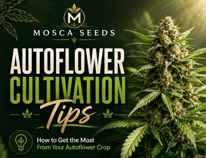 MoscaSeeds's tweet photo. Happy FRIDAY!🍃🌿AUTOFLOWER CULTIVATION TIPS🍃🌿
💜💜 How to Get the Most From Your Autoflower Crop💜💜
https://t.co/v0TYA9jT2F

#moscaseeds #cannabis #cananbiscommunity #cannabisindustry #cannabisnews #weed #cannabisgrower #growyourown #thc #AUTOFLOWERS https://t.co/efFTTMWPuB