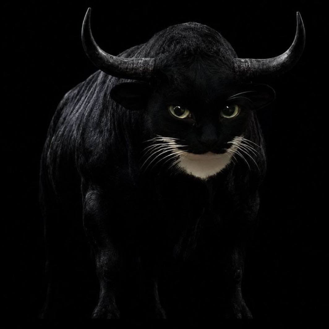 Floky0419's tweet photo. @traderInosuke Y’all need to check out $MAXWELL Cat  OG meme 

FmXj6NU98jz4pVmfGZyN9DaXWCvM7DqPoQpXbn8LxCs1 https://t.co/lK9ovN2jU5