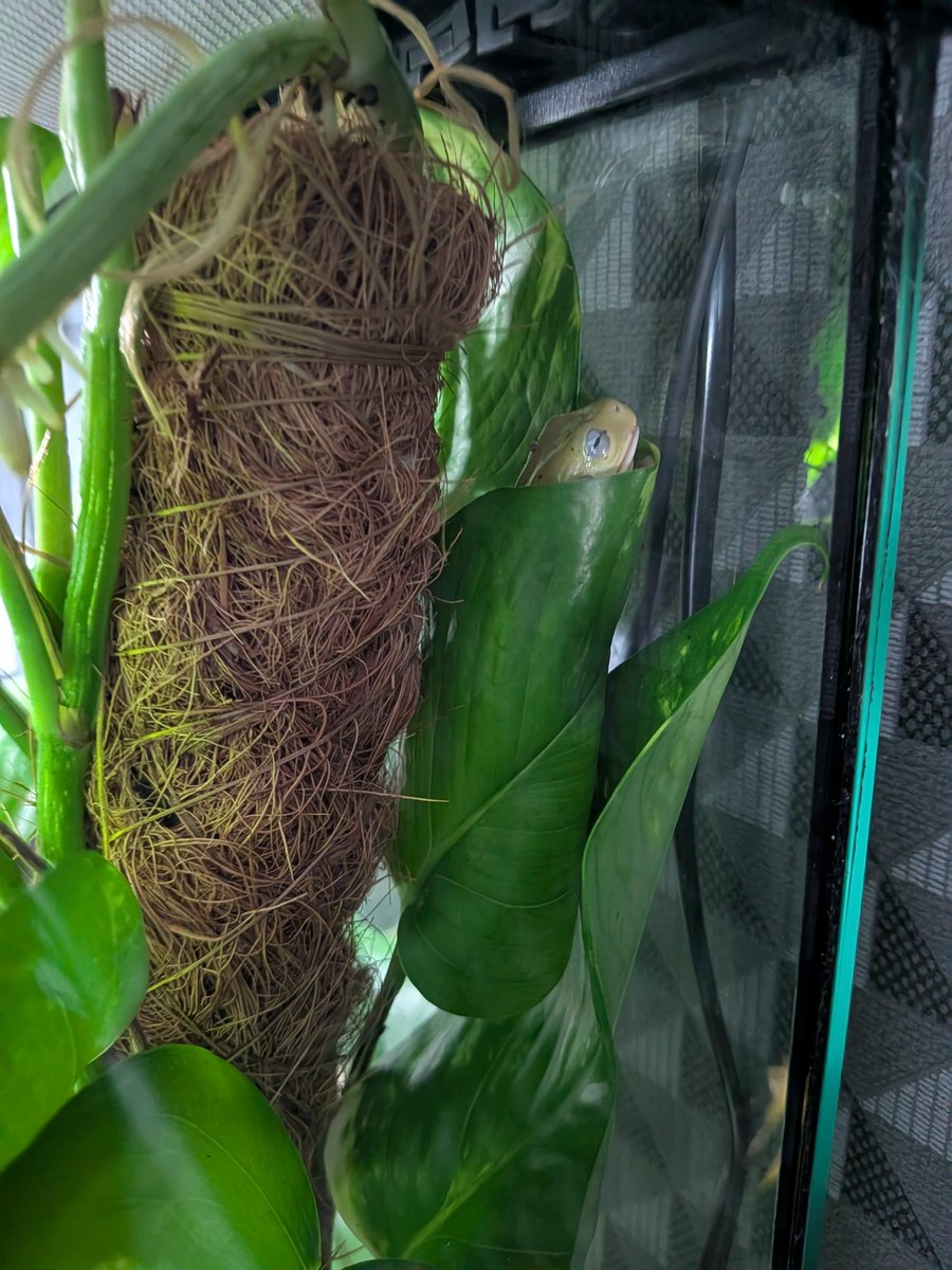 Orithyx's tweet photo. It’s Froggy Friday! 🐸 (Week 5)

Snug 💤🛏️ 🍃 https://t.co/tEPEnaj0gx