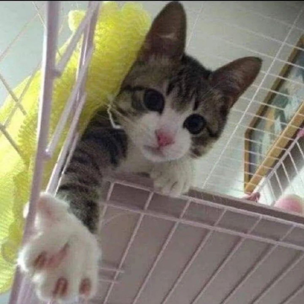 SatoYuusha's tweet photo. @binance Meow meow meow 

$CATS coded https://t.co/8eoj5N3xuT