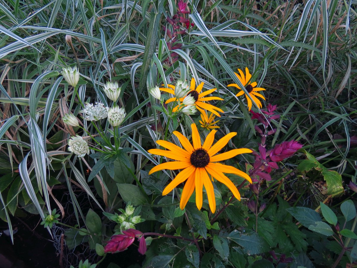 angegarrod's tweet photo. #gardenersworld a few more from this week

#flowers #autumnwatch #berries https://t.co/bNsLSoIFA3