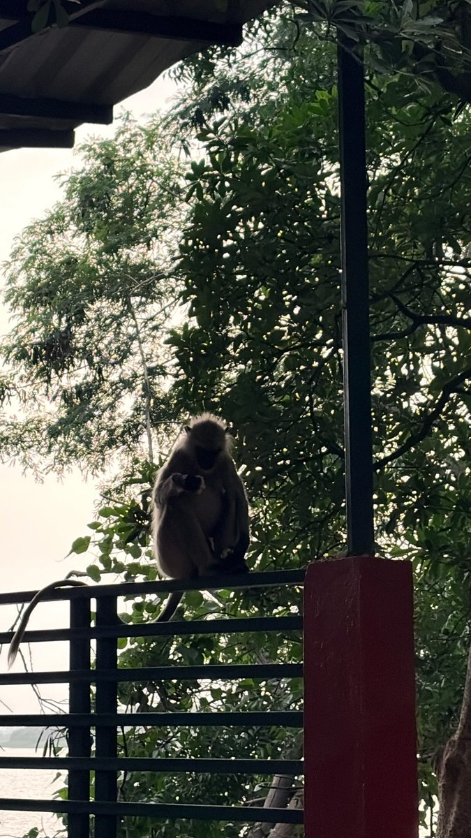 LynelleGrixvar's tweet photo. A little piece of my life lately. Made this one with so much love. Mini vlog of college life, student life, daily moments, and a hidden place in Indore. https://t.co/mkjfzsI2SX