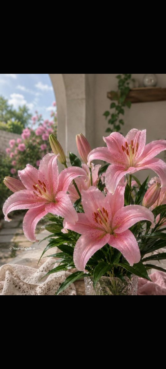 Bloomora80's tweet photo. Beautiful flowers 🌸🌿🌸🌿🌸🌿🌸 https://t.co/Qm8jgowBAU