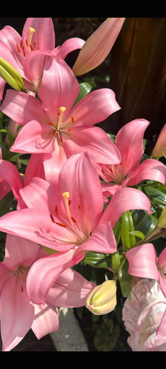 Bloomora80's tweet photo. Beautiful flowers 🌸🌿🌸🌿🌸🌿🌸 https://t.co/Qm8jgowBAU