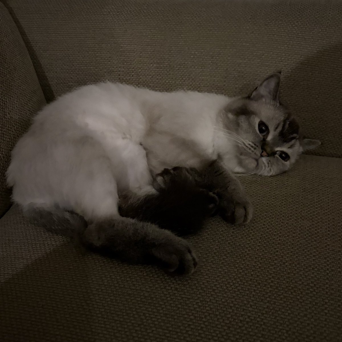 Mauvenite's tweet photo. مشتاقة موووووت لسكرة
I miss my baby
I need my sweet little kitty https://t.co/dVJUfjqCrN