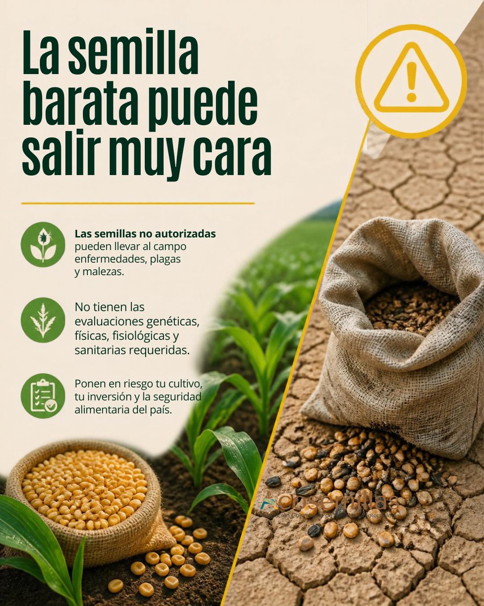 ACOSEMILLAS's tweet photo. Sembrar semillas legales no es un gasto, ¡es la garantía de hasta el 40% del éxito de tu #cosecha ! 🌾🧾
Desde Acosemillas le proponemos al Gobierno nacional la implementación de la factura electrónica y la trazabilidad integral como requisito clave para acceder a créditos, seguros agropecuarios y beneficios del Estado. 🌿🌤️ 
#Acosemillas #AgriculturaColombia #SemillaLegal #FacturaElectrónica #Biotecnología #CampoColombiano #AgroRendidor @LeoarizaR @ICACOLOMBIA @MinAgricultura @DajudArturo @gmorenogo @FENALCE @infopresidencia 

Toda la info:
https://t.co/XLc6y7BtY3