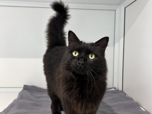 team_greenacres's tweet photo. Meet Puddy, a lovely 6 year old, male cat with a sweet nature & plenty of love to give

✅️🐈Puddy has previously lived with another cat, so he is familiar with feline company & has shown that he can share his home with a fellow cat

🏡Puddy is now looking for a loving home where he can settle in, feel safe & enjoy all the comforts he deserves

🏡If you think you could offer this lovely boy a kind & caring home, we’d love to hear from you

🏡If you think you can offer Puddy the right home, please complete the application form by following the link below👇

🔗
https://t.co/c8Y19TGiWC

📝FYI: Applications are processed Monday to Thursday. Please be patient, our Rehoming Team will be in contact with you as soon as possible📝

🏡🏥All successful applications are subject to home & Vet checks🏥🏡

📍Our animals are based in #Pembrokeshire South West #Wales While we do rehome across the UK, please keep our location in mind because visits to the centre are essential. We may also prioritise homes that are closer to the rescue 

For full details on our adoption process please visit: 

🔗 
https://t.co/P5YZxviT3E

Can't adopt right now? The best way to help an animal in need is to:

🔁SHARE THEIR POST so it reaches their forever home🔁

📝Engage with their post by leaving a comment or an emoji because this helps with the X algorithm📝

Thank you for considering adoption & for helping us find a truly special home for Puddy 💚🙏💚

#teamgreenacres #rescue #rehomehour #caturdayeve #caturday #CaturdaySaturday