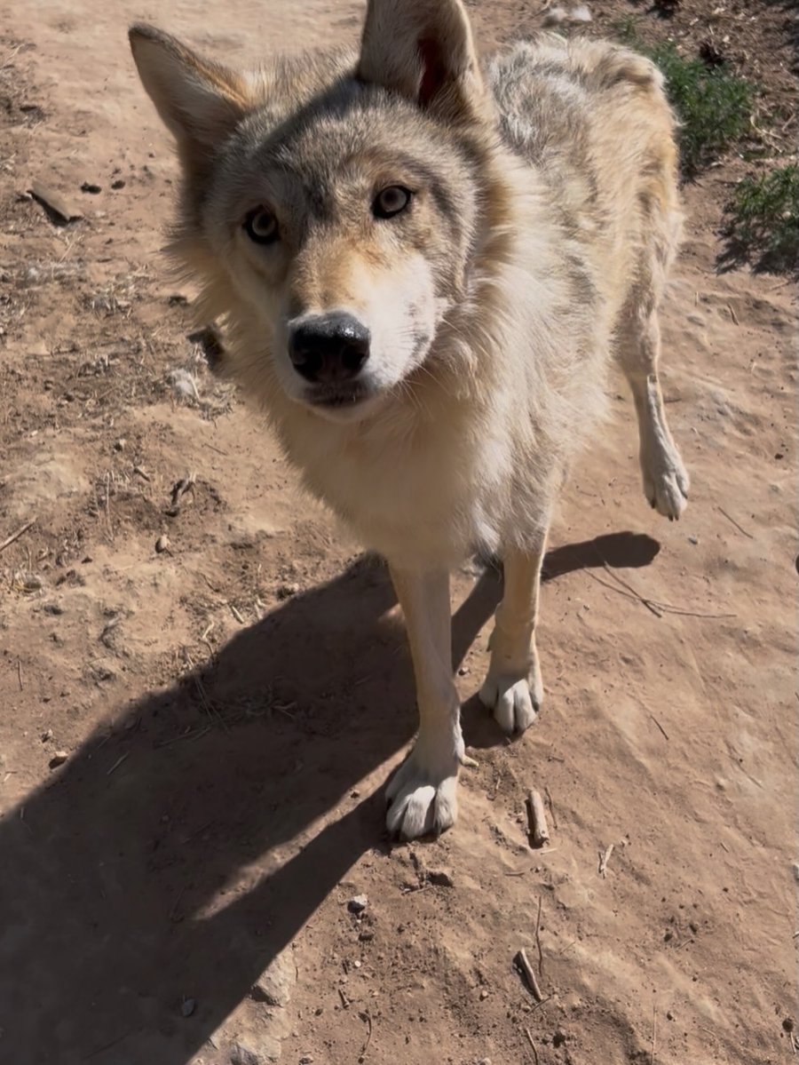 MarlinGielv8's tweet photo. A deeply personal update: After 15 years in OCD remission, I recently relapsed, fixating on the persecution of wolves. I sought help and recovered. The wolves’ message was simple: Don’t be afraid. Thank you to everyone fighting for them. https://t.co/FTneoBKB4d
