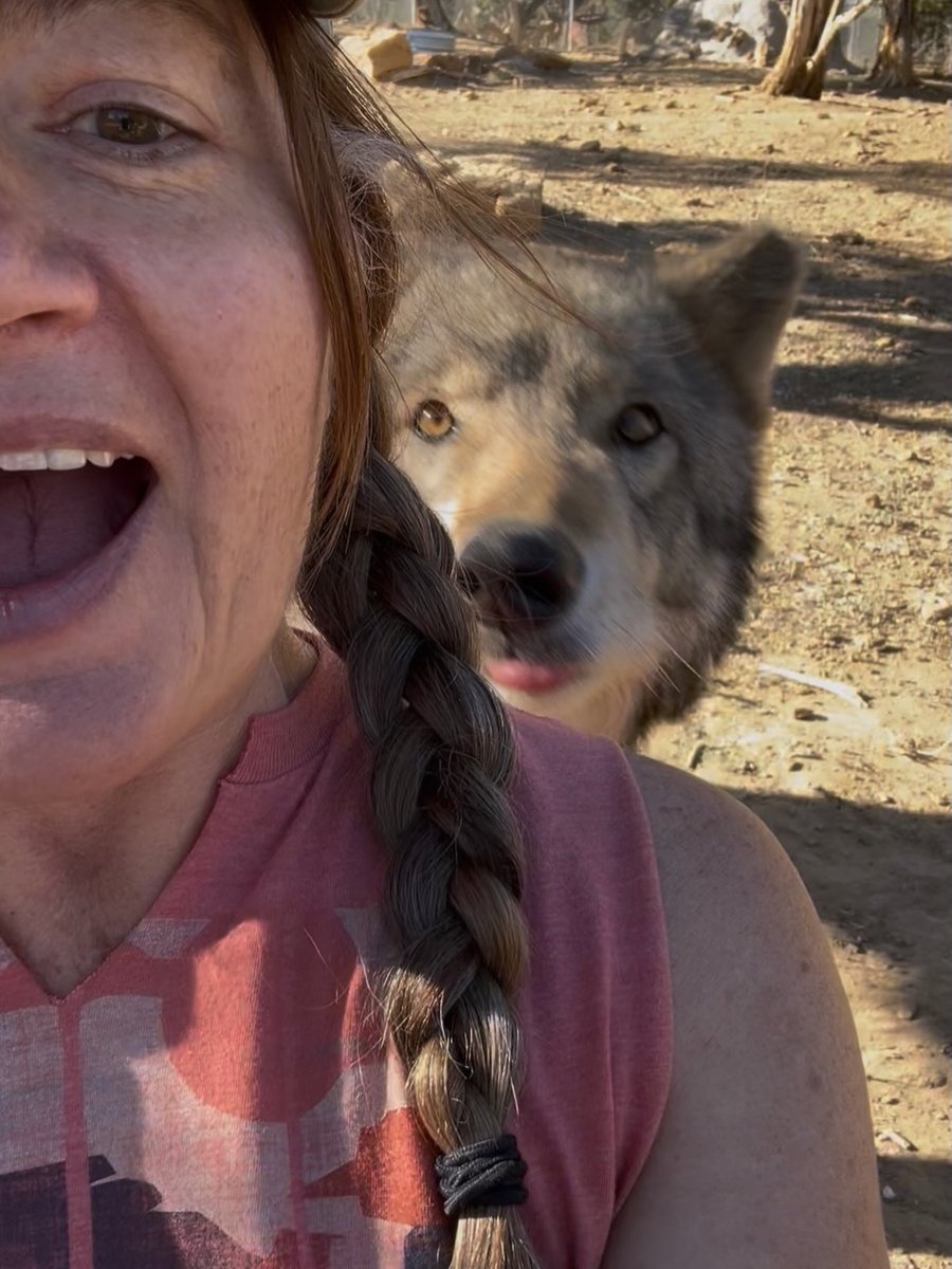 MarlinGielv8's tweet photo. A deeply personal update: After 15 years in OCD remission, I recently relapsed, fixating on the persecution of wolves. I sought help and recovered. The wolves’ message was simple: Don’t be afraid. Thank you to everyone fighting for them. https://t.co/FTneoBKB4d